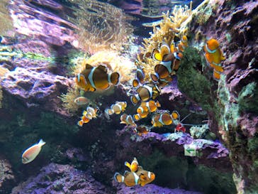 サンシャイン水族館に投稿された画像（2022/3/1）