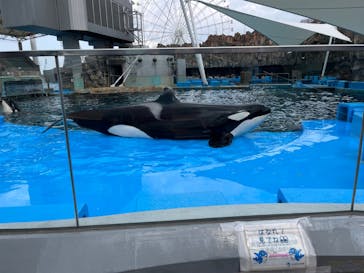 名古屋港水族館に投稿された画像（2022/3/1）