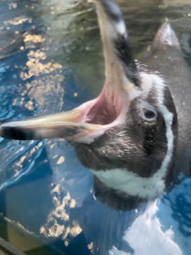 新江ノ島水族館に投稿された画像（2022/3/2）