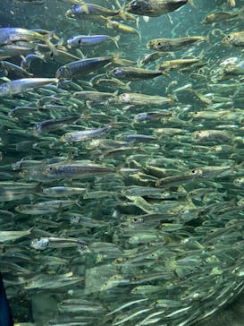サンシャイン水族館に投稿された画像（2022/3/2）