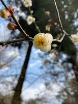 三溪園に投稿された画像（2022/3/2）