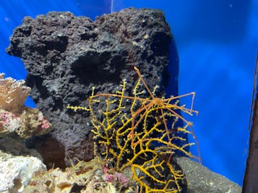 しながわ水族館に投稿された画像（2022/3/3）