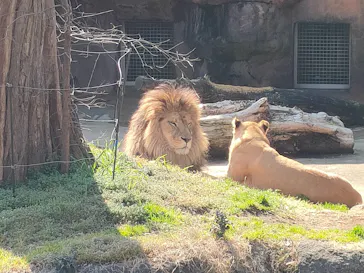 天王寺動物園に投稿された画像（2022/3/3）