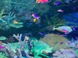 サンシャイン水族館に投稿された画像（2022/3/3）