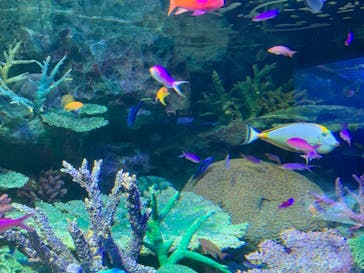 サンシャイン水族館に投稿された画像（2022/3/3）