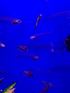 サンシャイン水族館に投稿された画像（2022/3/3）