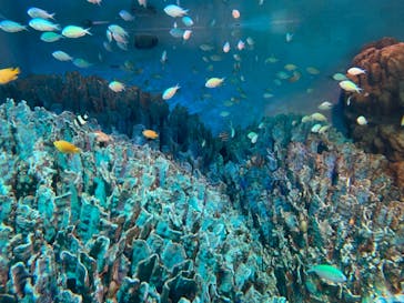サンシャイン水族館に投稿された画像（2022/3/3）