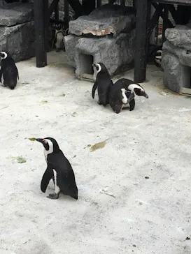 横浜・八景島シーパラダイスに投稿された画像（2022/3/3）