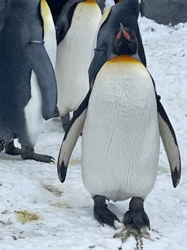 旭川市旭山動物園に投稿された画像（2022/3/3）