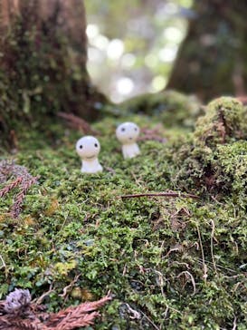 屋久島ガイド21EC-Kに投稿された画像（2022/3/4）