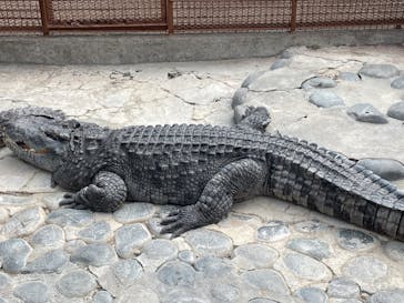 熱川バナナワニ園に投稿された画像（2022/3/4）