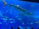 沖縄美ら海水族館に投稿された画像（2022/3/4）
