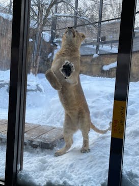 旭川市旭山動物園に投稿された画像（2022/3/4）