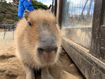 伊豆シャボテン動物公園に投稿された画像（2022/3/4）