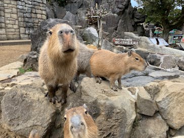 伊豆シャボテン動物公園に投稿された画像（2022/3/4）