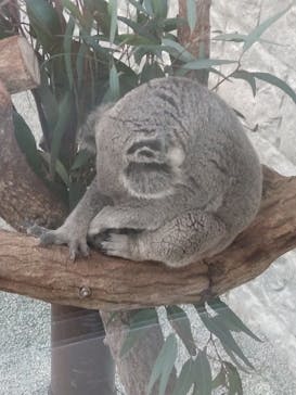 淡路ファームパーク イングランドの丘に投稿された画像（2022/3/5）