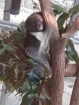 淡路ファームパーク イングランドの丘に投稿された画像（2022/3/5）