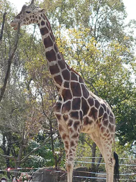 天王寺動物園に投稿された画像（2022/3/5）