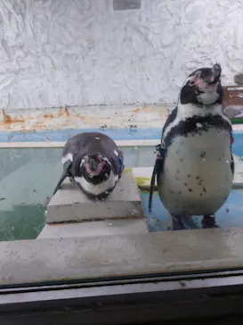 天王寺動物園に投稿された画像（2022/3/5）