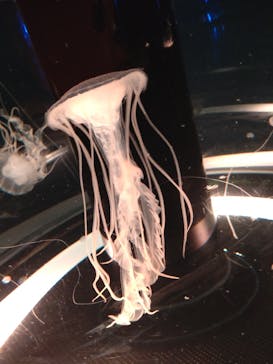 マクセル アクアパーク品川に投稿された画像（2022/3/5）