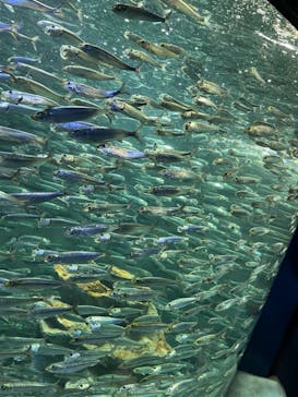 サンシャイン水族館に投稿された画像（2022/3/5）