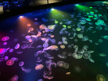 すみだ水族館に投稿された画像（2022/3/5）