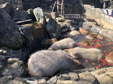 伊豆シャボテン動物公園に投稿された画像（2022/3/5）