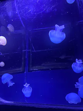 すみだ水族館に投稿された画像（2022/3/5）