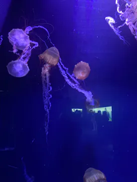 すみだ水族館に投稿された画像（2022/3/5）