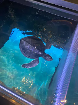 すみだ水族館に投稿された画像（2022/3/5）