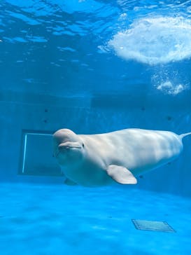 島根県立 しまね海洋館に投稿された画像（2022/3/5）