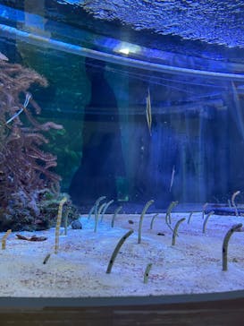 名古屋港水族館に投稿された画像（2022/3/5）