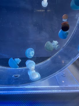 名古屋港水族館に投稿された画像（2022/3/5）