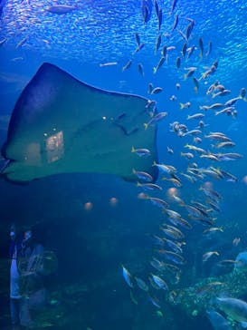 京都水族館に投稿された画像（2022/3/5）