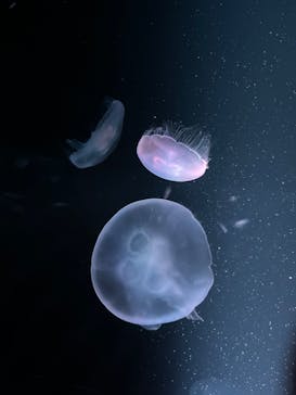 京都水族館に投稿された画像（2022/3/5）