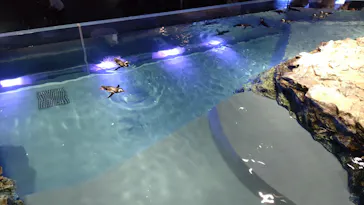 すみだ水族館に投稿された画像（2022/3/5）