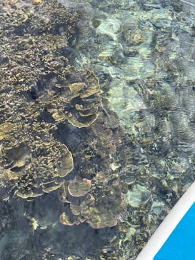 宮古島 ADVENTURE PiPi（ミヤコジマ アドベンチャー ピピ）に投稿された画像（2022/3/5）