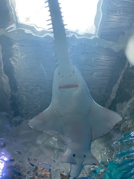 マクセル アクアパーク品川に投稿された画像（2022/3/5）