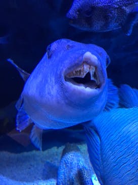 マクセル アクアパーク品川に投稿された画像（2022/3/5）