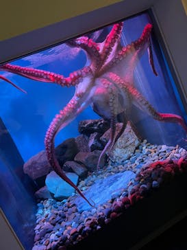 名古屋港水族館に投稿された画像（2022/3/5）