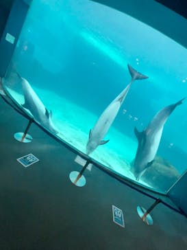 名古屋港水族館に投稿された画像（2022/3/5）