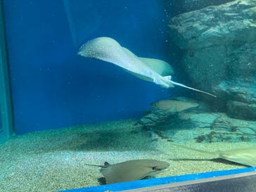 マクセル アクアパーク品川に投稿された画像（2022/3/5）