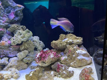 マクセル アクアパーク品川に投稿された画像（2022/3/5）