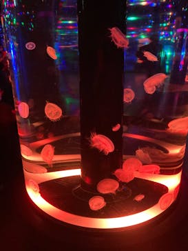 マクセル アクアパーク品川に投稿された画像（2022/3/5）