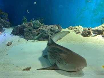 マクセル アクアパーク品川に投稿された画像（2022/3/5）