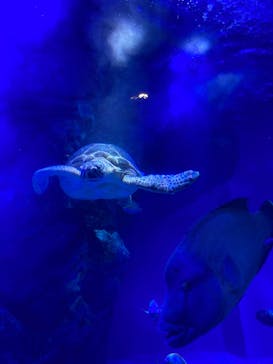 マクセル アクアパーク品川に投稿された画像（2022/3/5）