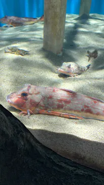 仙台うみの杜水族館に投稿された画像（2022/3/5）