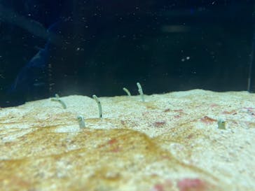 マクセル アクアパーク品川に投稿された画像（2022/3/6）