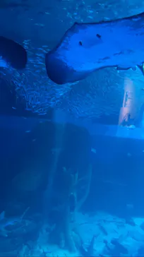 横浜・八景島シーパラダイスに投稿された画像（2022/3/6）