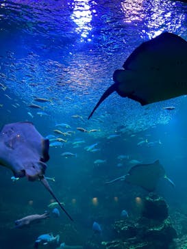 京都水族館に投稿された画像（2022/3/6）